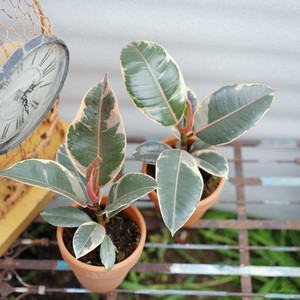 彩叶花叶金刚橡皮树盆栽四季好养活室内客厅绿植花卉常绿观叶植物