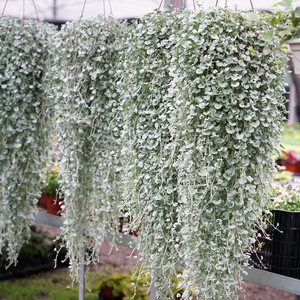 银叶马蹄金盆栽花苗阳台庭院观叶垂吊植物四季开耐寒耐热银色瀑布