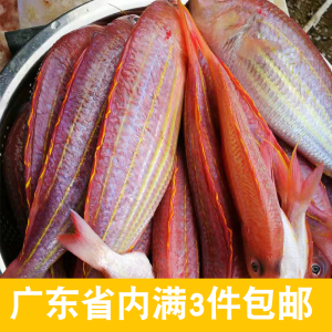 金线鱼鲜活水产 红衫鱼金丝鱼生鲜 深海鱼新鲜红三鱼 500g