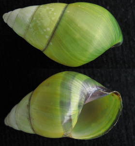 海南树蜗牛amphidromus rhodostylus 活体高玩双旋蜗牛 稀有