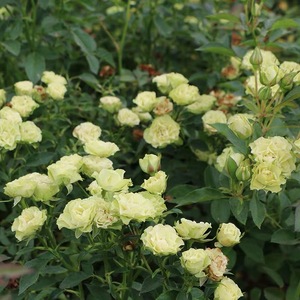 【水灵花园】绿色音符 微月多头群开 勤花欧月 月季盆栽