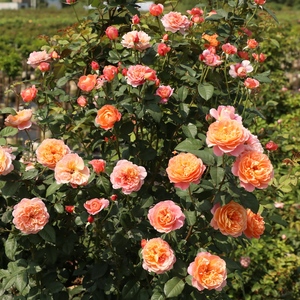 【水灵花园5加仑大苗】印象派 欧月 藤本月季玫瑰