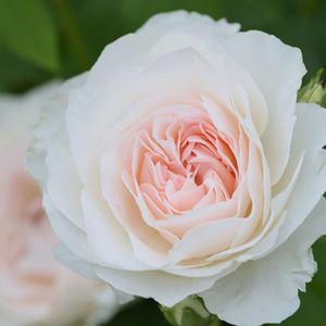 【水灵花园】戴尔巴德系列 黎明/黎明天空月季 灌木中香刺少