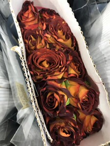 【水灵花园1加根接】 陨石   肯尼亚新品月季  黑色系的特别品种