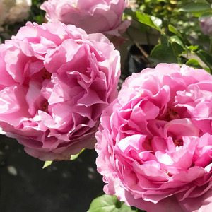 【水灵花园】伊芙草莓树灌木 新品伊芙系列扦插月季大花浓香