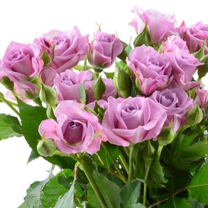 海洋米卡多月季