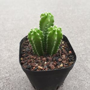 紫翠虾 实生鹿角柱属开花仙人球多肉植物创意盆栽