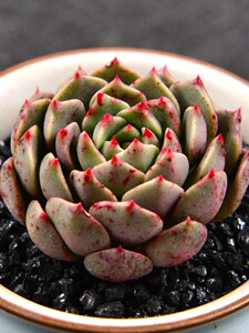 多肉植物 奥利维亚 多头老桩正版美物全状态萌系韩国进口绿植桌面