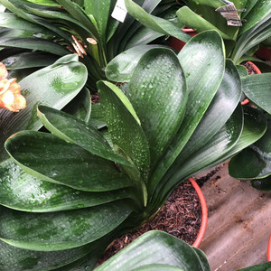 宽叶君子兰鞍山