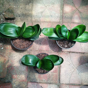 圆头和尚珍珠王君子兰