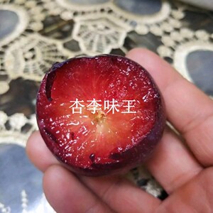 味王李子苗美国杏李味王红肉李子果树外国水果苗新品种接穗
