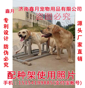 母狗配种