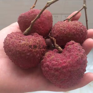 蜜丁香荔枝新鲜5斤包邮顺丰孕妇当季水果糯米糍南山现摘现发小核