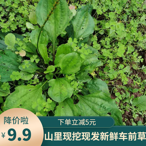 新鲜车前草整颗带根车前子车轮菜车轱辘菜山上现挖车钱草牛舌菜