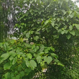 重庆野生新鲜桐子树叶苞谷粑玉米粑叶麦子粑粗粮杂粮早餐糕点