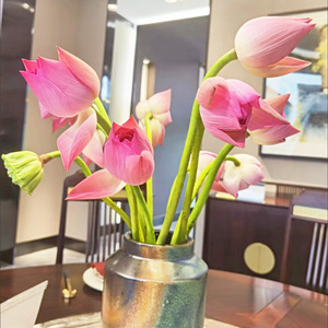 新鲜重瓣荷花苞带杆莲花莲蓬真鲜花切花观赏花骨朵食用泡茶供佛花