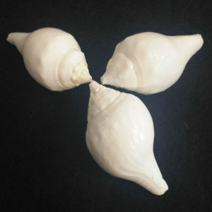 淘宝 藏传佛教 八供海螺 天然法螺 佛堂吉祥八供小海螺 拉萨八角街