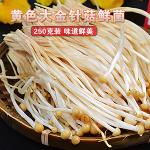 火锅食材 金针菇 新鲜食用菌鲜菌 四川火锅食材 黄色金针菇250克