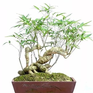 小叶簕竹老桩盆景庭院趣味观音竹新奇竹子客厅室内绿植物容易栽活