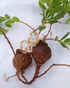 鸡头薯猪仔笠山葛新鲜500g包邮