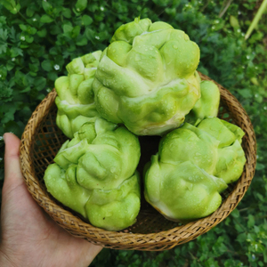 新鲜榨菜头重庆农家生羊角菜5斤8斤大疙瘩菜青菜头芥菜菱角菜四川