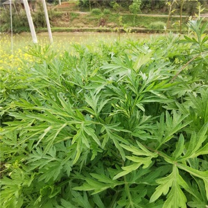 逸家清鲜蒿菜湖北特产篙菜蒲笋野茭白草心芦高菜非蒲儿菜0人付款58