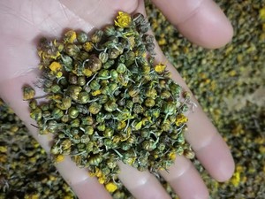 中药野菊花