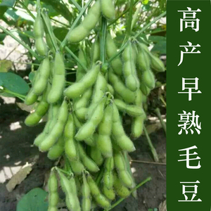 青食毛豆种子青豆 早熟大粒 五谷杂粮蔬菜种子 家庭盆栽庭院易种
