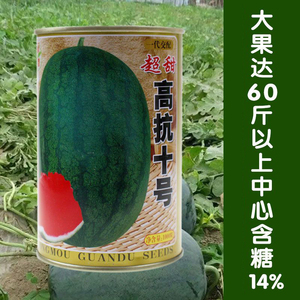西瓜种子 高抗十号 进口优质高产抗重茬皮薄肉厚含糖度14水果种子