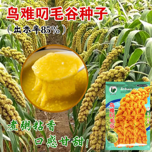 鸟难叼毛谷优质谷子种子小糯米种子 小米种子鸟不叼防鸟型无鸟害