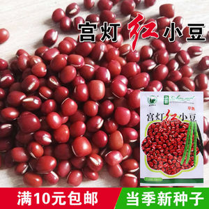 【宫灯红小豆种子】红小豆五谷杂粮相思豆红粮食种子高产营养豆种