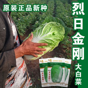 烈日金刚 夏播大白菜种子耐热43度 大田夏季早熟抗病高产越夏种植