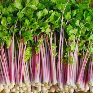 391人付款淘宝紫芹菜种子农家菜园阳台盆栽蔬菜种子紫红芹菜种籽紫玉