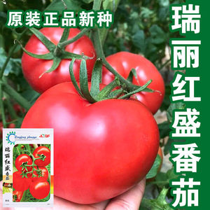 大红番茄种子春季西红柿种籽大果硬度高抗病高产早熟蔬菜种孑