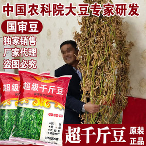 千斤豆黄豆种子春季大豆种夏季播大田基地均可种植大豆种粮食种子