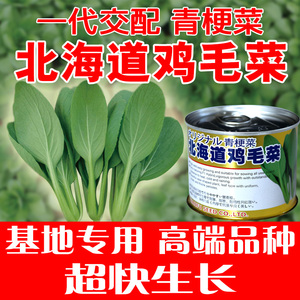 北海道鸡毛菜种子上海青四季小白菜 高产耐热罐装 青梗菜蔬菜孑