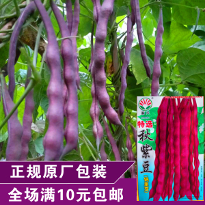 蔬菜种子 大包装  特选秋紫豆 锅里变 架芸豆角 春秋播  高产抗病