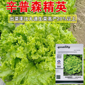 耐热抗高温夏播生菜种子种籽蔬菜种子蔬菜籽圣尼斯辛普森生菜种孑