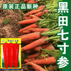 七寸参胡萝卜种子高产红胡萝卜种籽农家水果萝卜籽夏秋季蔬菜种孑