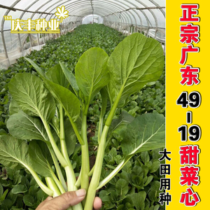 高产好吃甜嫩菜心种子粗条菜心四九菜心尖叶油青油四季种阳台春季