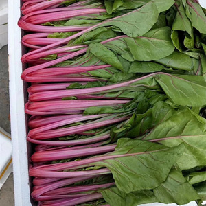 红梗菜种子孑天然蔬菜种籽花青素野菜红根达菜种子 春季四季播蔬