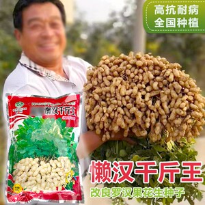 懒汉千斤王高油花生种子种纯手工去壳净籽白沙罗汉果花生米种子孑