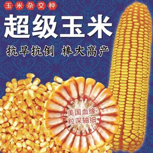 杂交玉米种子高产大田玉米种籽玉米种孑农业饲料玉米高产玉米种子