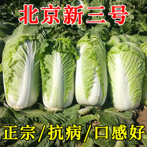 北京三号大白菜种子高产秋季冬季四季播种白菜种籽超大蔬菜种孑