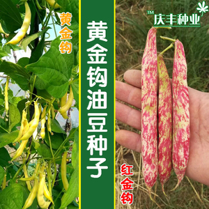 超早熟黄金勾豆角种子东北油豆种籽角红黄金钩春季秋季四季抗病