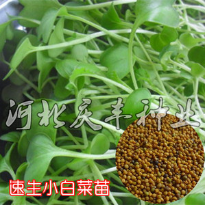 速生小白菜芽苗菜种子四季蔬菜无土栽培豆芽菜小白菜苗水培有机