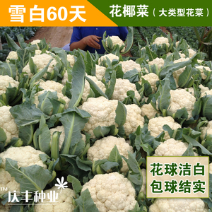 中厦雪白60天花椰菜菜花种子 耐热抗病 白花菜 优质花椰菜种 10克
