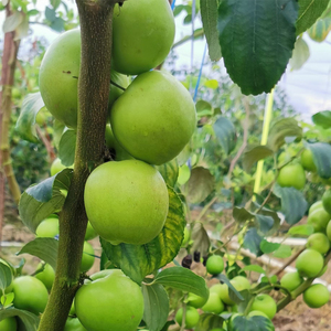 西双版纳苹果枣当季新鲜水果牛奶青枣甜枣贵妃枣冰糖枣蜜10斤整箱