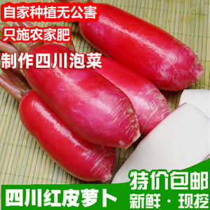 四川特产自种新鲜红皮萝卜5斤新鲜现摘白肉水萝卜泡菜胭脂萝卜