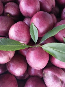 富硒水果紫桃特产紫肉血桃 孕妇水果富含花青素 酸甜可口如皋特产